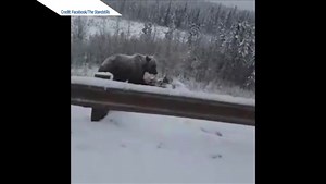 Grizzly bear feasts on dead moose on side of Alberta highway