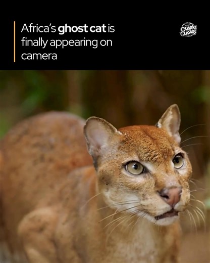 59K views · 614 reactions | Caught on camera! Almost nothing was...