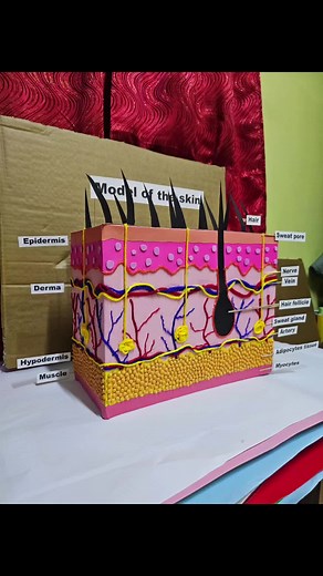 Arts and Crafts: Anatomy of Skin Models Made Easy