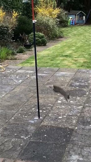 Mission Impossible: Squirrel Edition 🐿️😂