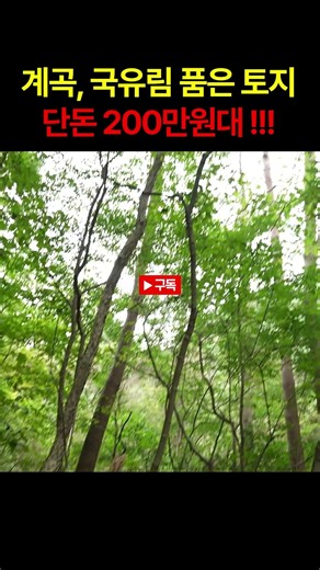 계곡, 국유림 품은 토지가 단돈 200만원대 !!!