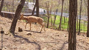 Conservation programs help sustain deer populations creating safe habitats Wildlife protection prevents habitat loss ensuring balanced ecosystems where species thrive without external threats