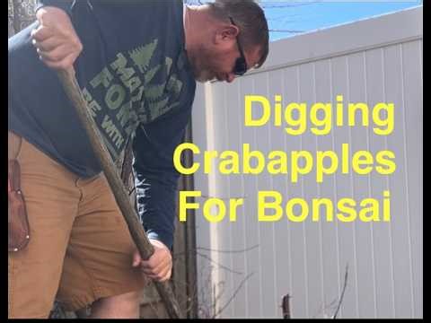 Digging Crabapples for Bonsai. 