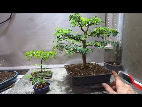 Brazilian Rain Tree Bonsai Experience After Two Years
