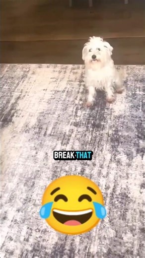 watch funny talking dogs video you've never seen before. #shorts #dogs #animals #funny