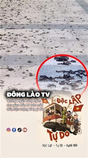 Quang Ngai: Thousands of worms crawling on the ground, what phenomenon is this?