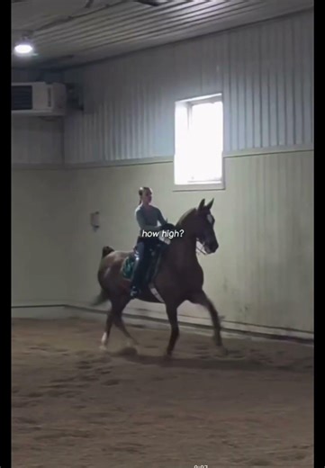 So cringe 😬 but I had to #foryou #fypシ゚viral #saddlebred #saddleseat #cringe