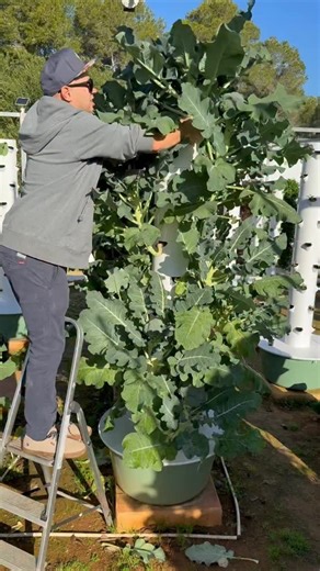 Growing vegetables vertically on aeroponic towers maximizes crop density per square meter, while using significantly less water and reducing pest pressure compared to traditional farming. #farming #agriculture #hydroponics #gardening #aeroponics | Agrotonomy Tower Farms