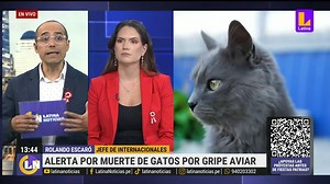 18K views · 396 reactions | Se ha reportado que decenas de gatos perdieron la vida debido a la gripe aviar. Según la Organización Mundial de la Salud, se trataría del brote más grande de esta enfermedad a nivel mundial. #LatinaNoticias | Latina Noticias | Facebook