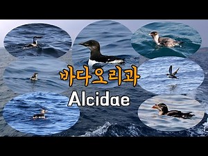 (바다오리과 7종)큰부리바다오리, 바다오리, 뿔쇠오리, 알락쇠오리, 흰눈썹바다오리, 흰수염바다오리, 바다쇠오리 ㅣ동해바다ㅣAlcidae #seabirds #birddwatching