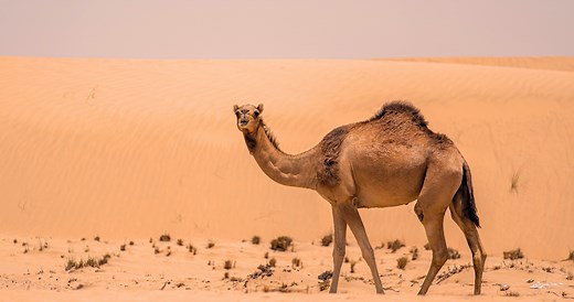 11 Incredible Camel Facts That Are Sure To Blow Your Mind
