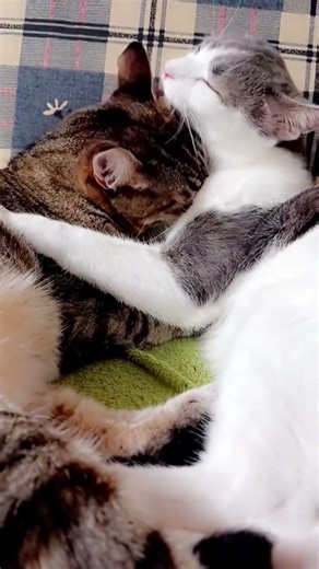 miaw #cat #gatos #shortvideo #pets