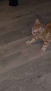 Parker loves himself some catnip!!! An Icon round ends tonight! Please vote for me! #maximcovergirl2025 #maximcovergirl #catnipaddict https://vip.covergirl.maxim.com/model/J40k6 | Victoria Rae Wood