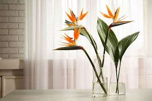 How to Grow and Care for Bird of Paradise, a Tropical Plant With Stunning, Avian-Like Foliage