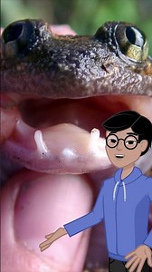 The fanged frog is nature’s fiercest amphibian 🐸🦷