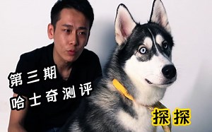 史上最强拆家王？教你如何正确的认识哈士奇