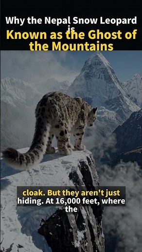 Why Is the Snow Leopard Called the Ghost of the Mountains?