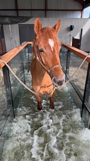 Namasté vous présente toutes les étapes pour une rentrée dans l’eau en toute sécurité ! ➡️ Namasté est un poney entier de 3 ans, venu pour la toute première fois au centre pour un séjour de deux jours, il s’agit donc de ses premiers pas dans l’aquatrainer ! 🙌🏼 Un grand merci à sa propriétaire @srslea pour la confiance accordée 🥰 #horse #equitation #cheval #poney #aquatrainer | Haras des halliers - Centre de Balnéothérapie Équine