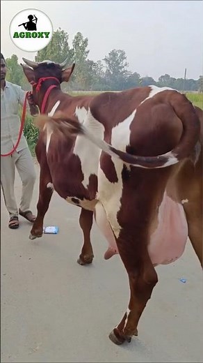 Embryo transfer technology in cow #cow #dairyfarming #facts