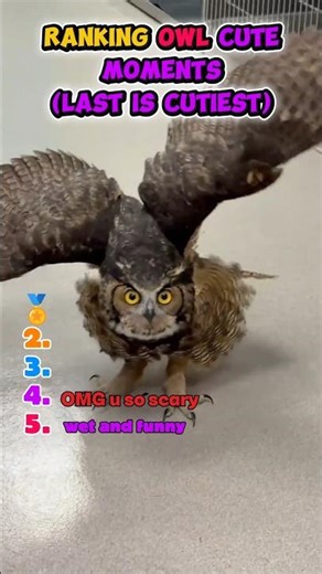 Ranking Owl cute moments (last is cutiest)