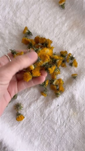 Let’s make dandelion oil Freshly picked dandelion blossoms are ready to be infused in a carrier oil after a couple days of drying. (Previous video says more on that) Making sure they are free of extra moisture will help to avoid mold (🤢) in the dandelion oil. One way to tell they are dry, is to give them a squeeze, they will feel and sound slightly crunchy. Drying time can depend on your climate and weather. My climate is very dry, with low humidity, so mine took a day and half. Place enough dr