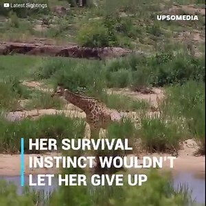 A group of tourists saw a giraffe trying to get rid of an attacking crocodile. The fight continued for a long time: the giraffe was not willing to let itself be killed in this way. But things got complicated when she eventually lost her strength before a pride of lions arrived. The image was too strong for some of the tourists… Subscribe for more http://bit.ly/yt-thekiwi | The Kiwi