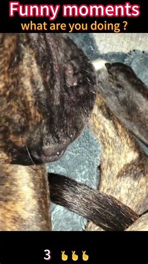 Boxer dog behavior. #dog #foryou #funny #boxer #funnydog #fyp #video #fouryourpag #viral #pets