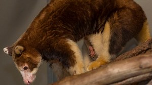 Joey of endangered kangaroo species born at Zoo's Safari Park