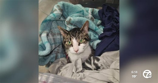 Cat reunites with owners 49 days after Orion Township condo explosion, dies in their arms