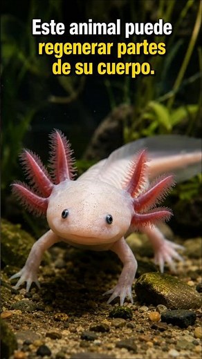 🦎 El animal que puede regenerar su cuerpo 😱