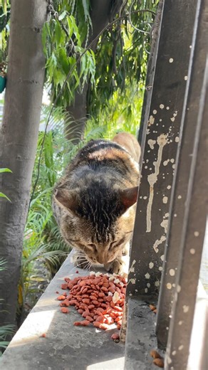 feeding time #youtubeshorts #13million #catfeeding #cute