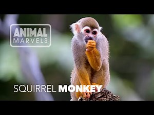 Why this Monkey Pees on its Hands—and it’s Totally Genius