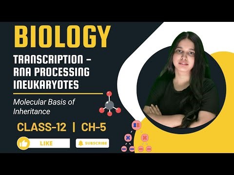 Transcription & RNA Processing in Eukaryotes | 12 Biology Ch 5 | Molecular Basis of Inheritance