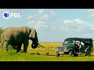 What It Takes to Film Elephants in the Wild