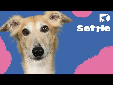 DOGTV Relaxation: Settle