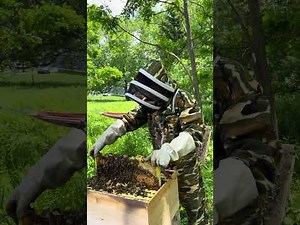 Summer Beehive Inspection ‪@OskarBeekeeper‬