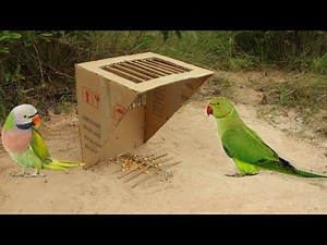 Quick Parrot Bird Trap | Easy Creative Bird Trap Using Cardboard