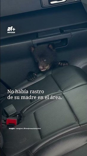 Rescatan a Oso Bebé Abandonado en Carretera