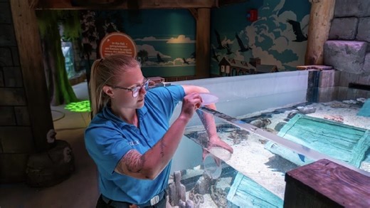 LEGOLAND Florida’s aquarium to open in June. See video, photos of animals at SEA LIFE
