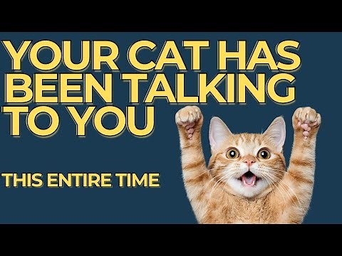 Your Cat Has Been Talking to You All Along (Here's How to Finally Understand)