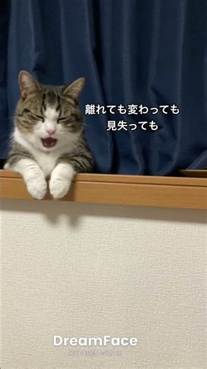 #BEYOND THE TIME (メビウスの宇宙を越えて) #TM NETWORK #cat #猫のいる暮らし #歌 #歌詞有 #catvideos
