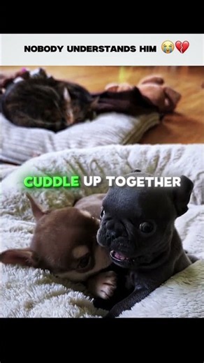 I Think He’s Very Cute 😢❤️ #dog #puppy #animals #pets
