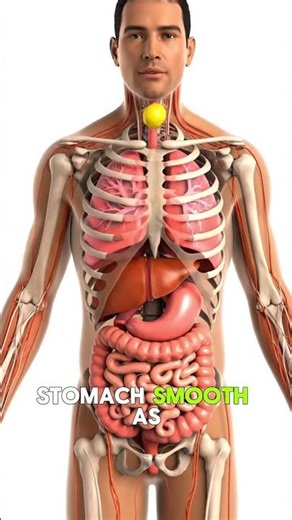Inside Your Gut: 3D Animation of Banana Digestion & Parasite Worms #anatomy #humanbody #facts #baby