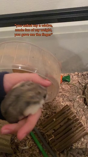 don’t mess with my hamsters 👿 || #fyp #hamster #foryou #petsoftiktok #propercare #girlhamsters #properhamstercare #hamstercagesetup #hamstertips