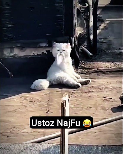 AZIK BOOM FAN | Najim pishak mushuk #animals #cat #cats #azikboom #najim #mushuklar #memes