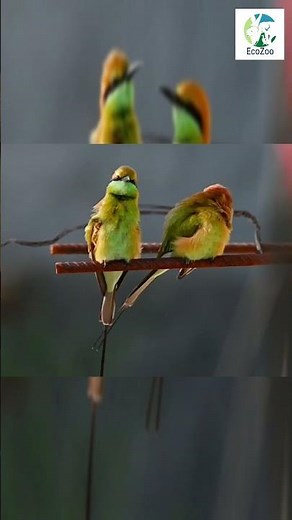 Little Green Bee-Eater Birds | Colorful Pair in African Wildlife Short