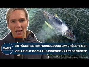 DRAMA IN THE BALTIC SEA: A glimmer of hope! Rising water levels could save humpback whale Timmy.