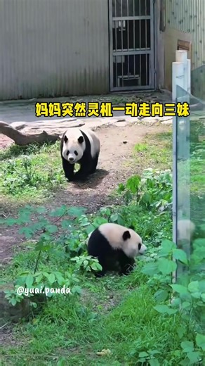 Summer: I demand a toilet cubicle from now on #haoqi #qisanmei #qiying #奇三妹