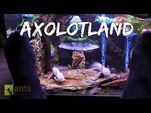 Axolotland - The Cutest Creatures You've Ever Seen