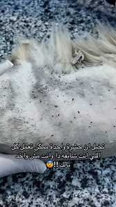 1.1M views · 7.1K reactions | لازم نهتم دايما بتطعيم الحشرات بشكل...